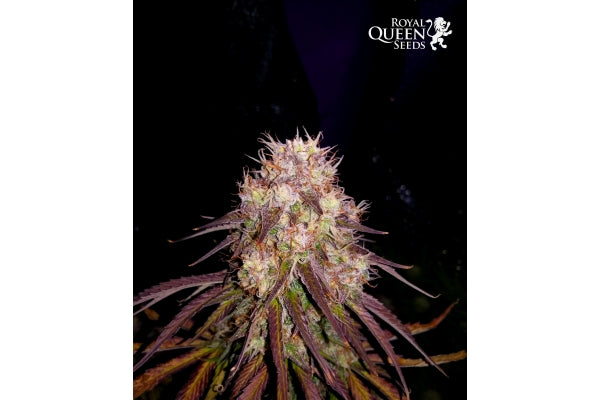 Fiore di Bubble Kush Automatic - Royal Queen Seeds - Bongae 