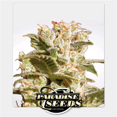 Fiore Belladonna - Paradise-seeds - Bongae 