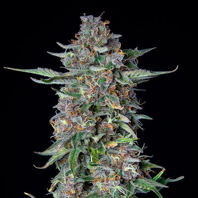Do-Si-Dos Fiore Automatic - Royal Queen Seeds - Bongae 